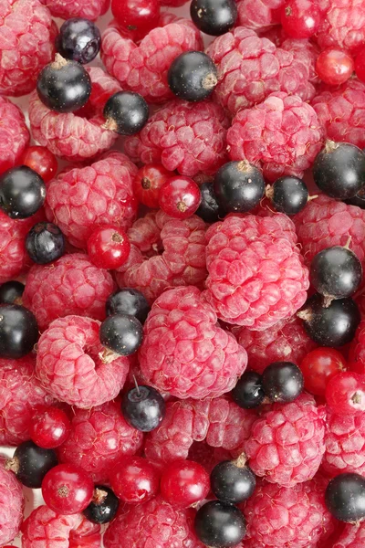 Bayas maduras, de cerca — Foto de Stock