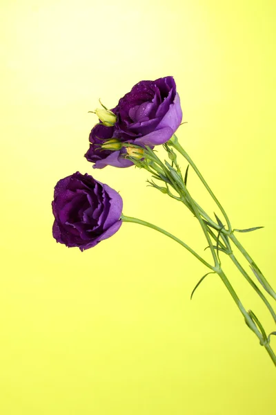 明るい緑の背景に紫のトルコギキョウ — ストック写真