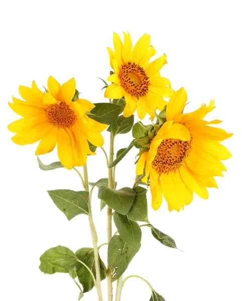 Schöne Sonnenblumen, isoliert auf weiß — Stockfoto