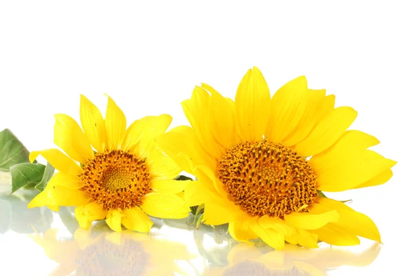 Piękne słoneczniki, na białym tle — Zdjęcie stockowe