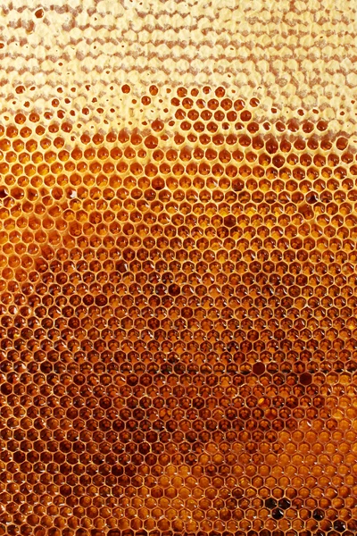 Jaune beau nid d'abeille avec du miel, fond — Photo