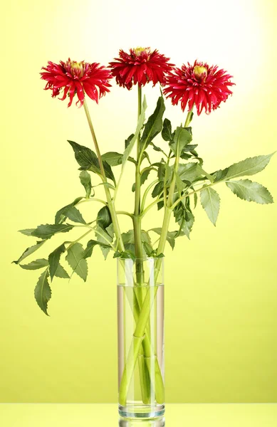 Beautiful red dahlias in vase on green background — Stock Photo, Image