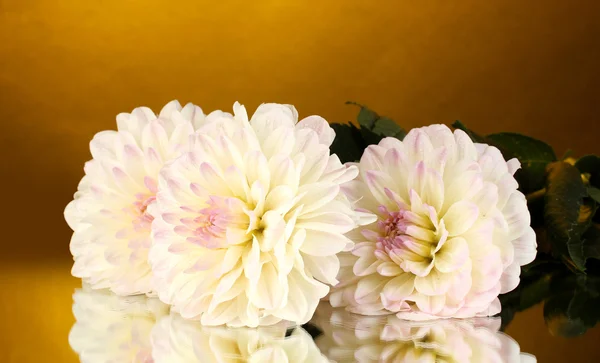 Beautiful white dahlias on golden background close-up — Stock Photo, Image