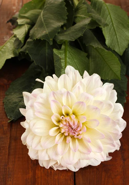 Beautiful white dahlia on wooden background close-up — Stock Photo, Image