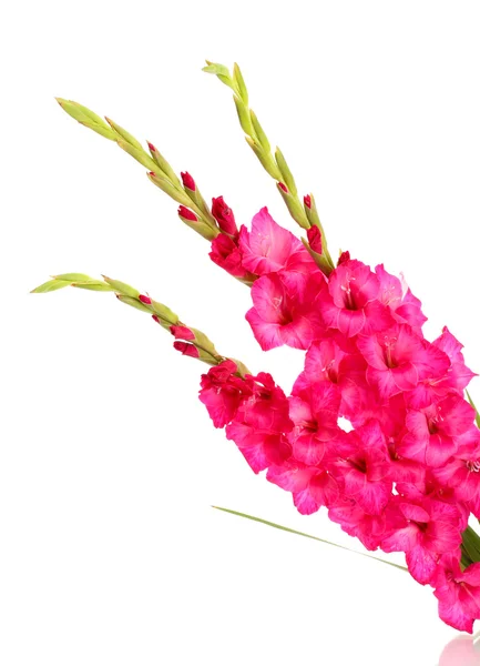 Hermoso ramo de gladiolos rosados, aislado en blanco — Foto de Stock