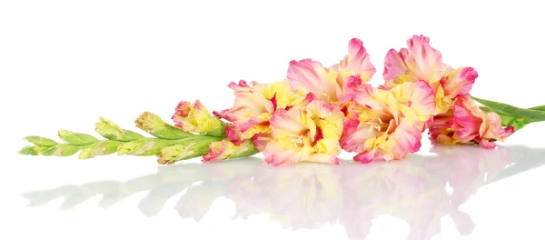 Branch of yellow-pink gladiolus on white background close-up — Stock Photo, Image