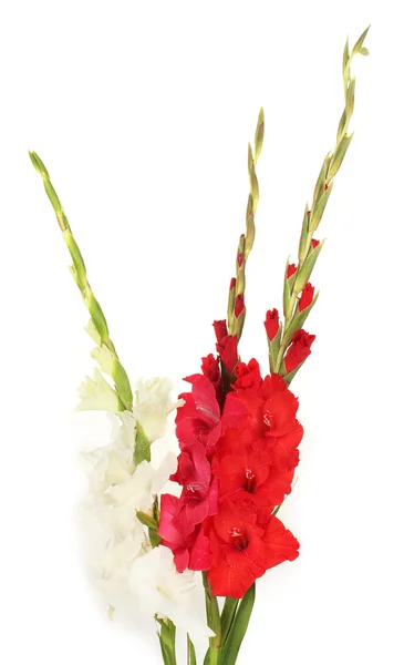 Ramo de hermosos gladiolos de colores sobre fondo blanco de cerca —  Fotos de Stock