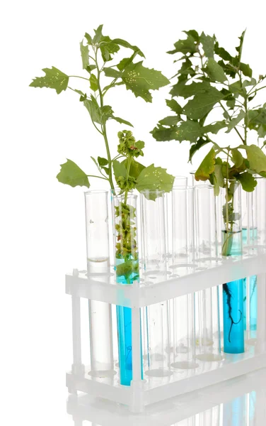 Tubos de ensayo con una solución azul y la planta aislada sobre fondo blanco —  Fotos de Stock