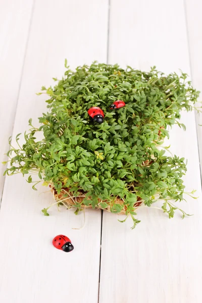 Fresh garden cress with ladybugs close-up on wooden table