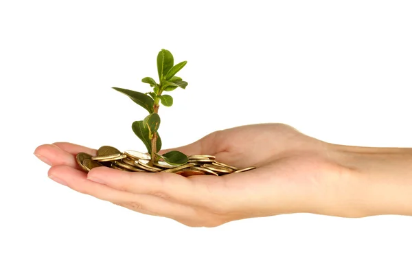 Mano de la mujer están sosteniendo un árbol de dinero sobre fondo blanco de cerca — Foto de Stock