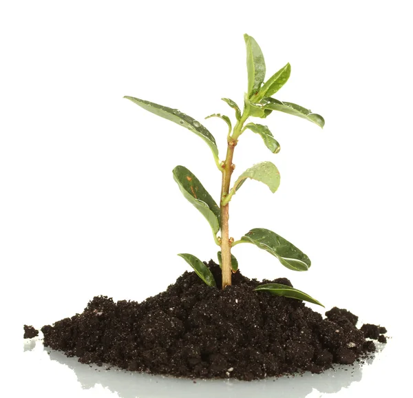 Growing plant in land isolated on white background — Stock Photo, Image