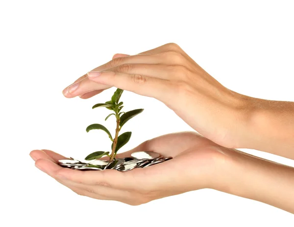 Woman's hands are holding a money tree on white background close-up — Stock Photo, Image