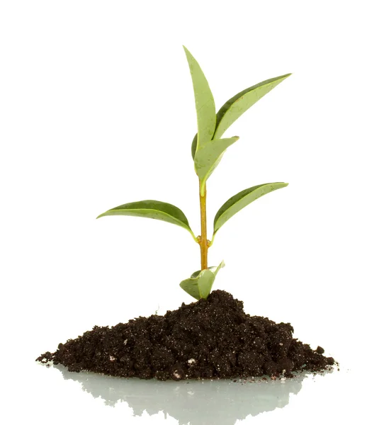 Planta em crescimento em terra isolada sobre fundo branco — Fotografia de Stock