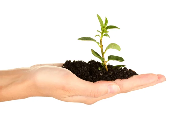 Mão da mulher segurando uma planta crescendo fora do chão, no fundo branco — Fotografia de Stock