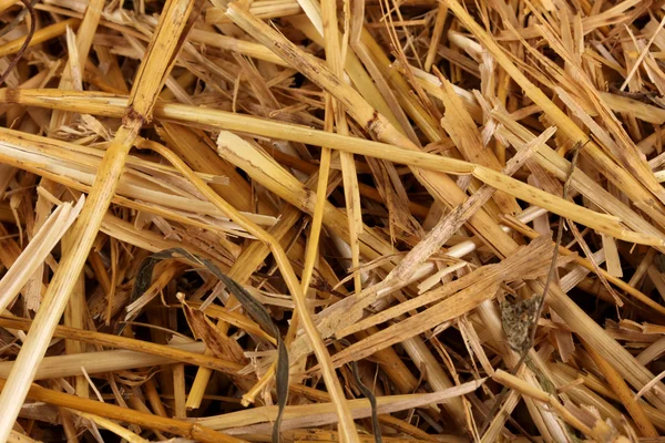 Golden hay close-up — Stock Photo, Image