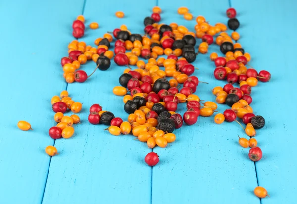 Colorful autumn berries on blue wooden background close-up — Stock Photo, Image