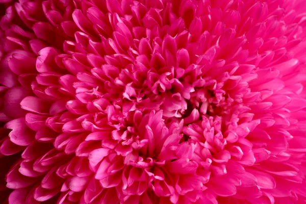 Rosa flor aster, close-up — Fotografia de Stock