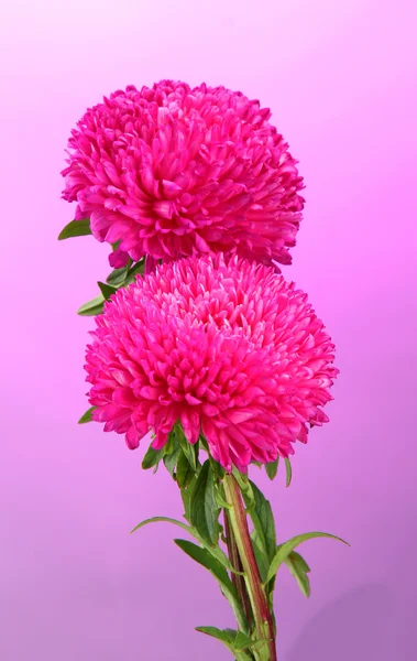 Hermosas flores de montaña, sobre fondo rosa —  Fotos de Stock