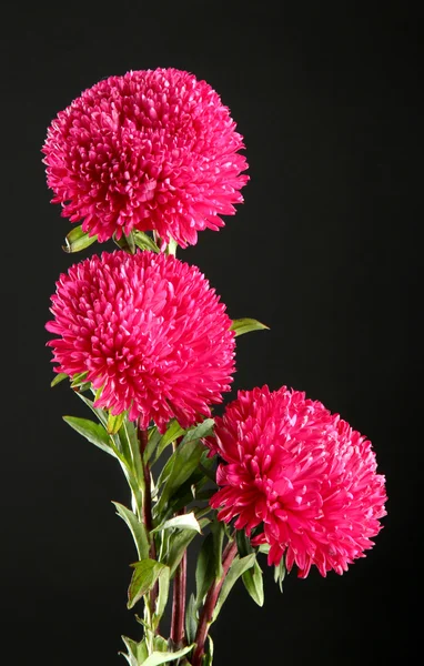 Schöne Aster-Blüten, auf schwarzem Hintergrund — Stockfoto