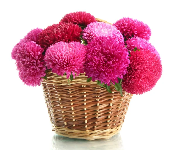 Pink aster flowers in basket, isolated on white — Stock Photo, Image