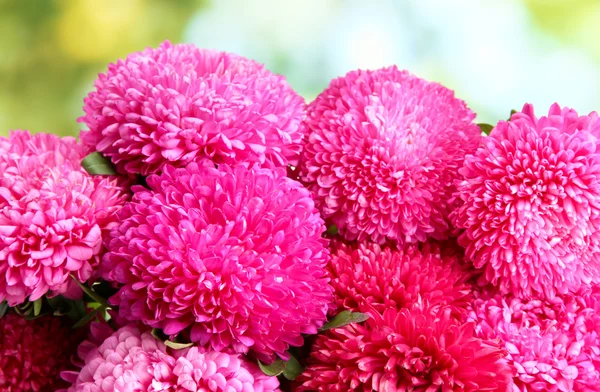 Pink aster flowers on green background — Stock Photo, Image