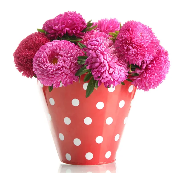 Flores rosa aster em balde, isolado em branco — Fotografia de Stock