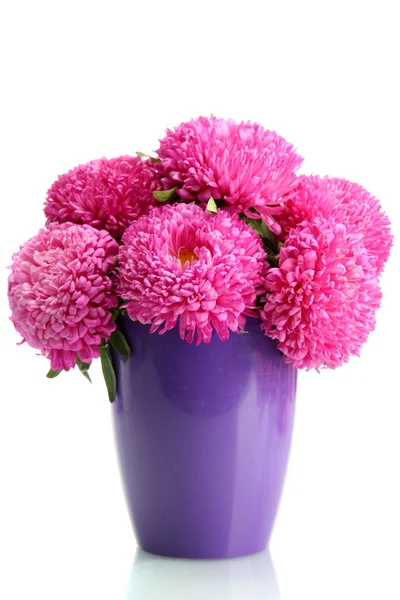 Pink aster flowers in flowerpot, isolated on white — Stock Photo, Image