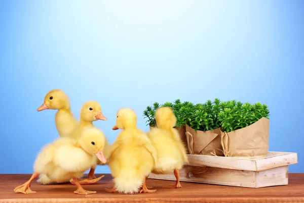 Patito y arbusto sobre mesa de madera sobre fondo azul — Foto de Stock