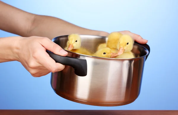 Duckling in saucepan in hands on blue background — Stock Photo, Image