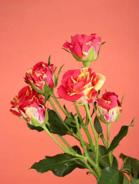 Üzerinde kırmızı zemin yakın çekim güzel kırmızı-sarı güller — Stok fotoğraf