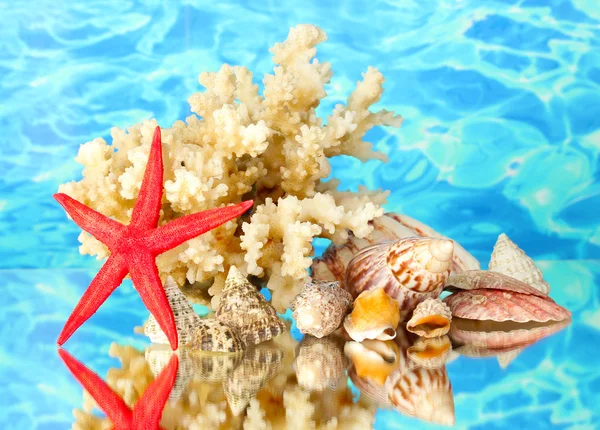 Coral marino con conchas sobre fondo de agua de cerca — Foto de Stock