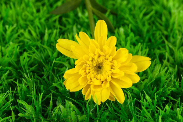 Bud of yellow chrysanthemums on the green grass close-up — Stock Photo, Image