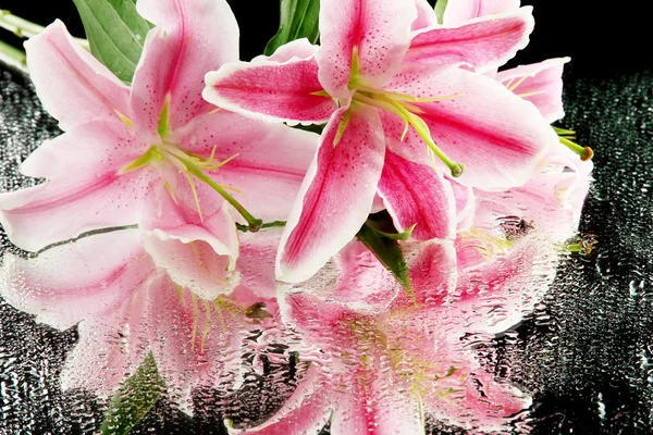 Gri arka plan üzerinde güzel pembe lily — Stok fotoğraf