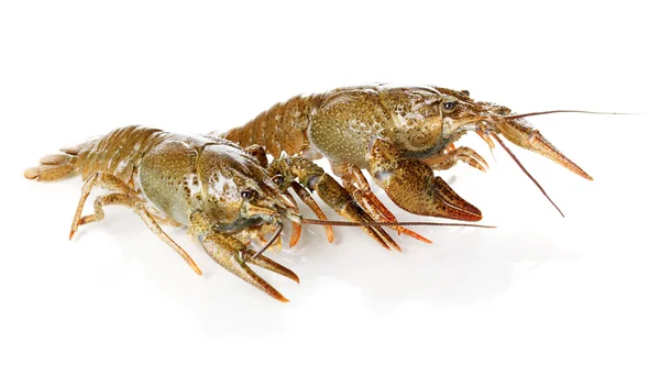 Alive crayfishes izole beyaz yakın çekim — Stok fotoğraf