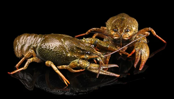 Ζωντανός crayfishes απομονώνονται σε μαύρο close-up — Φωτογραφία Αρχείου