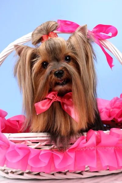 Schöner yorkshire terrier im korb auf buntem hintergrund — Stockfoto