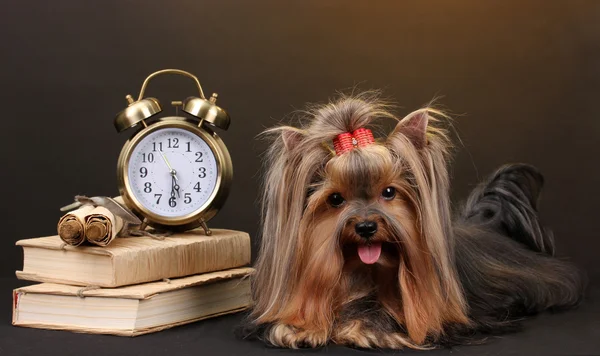 Beautiful yorkshire terrier surrounded by antiques on colorful background — Stock Photo, Image