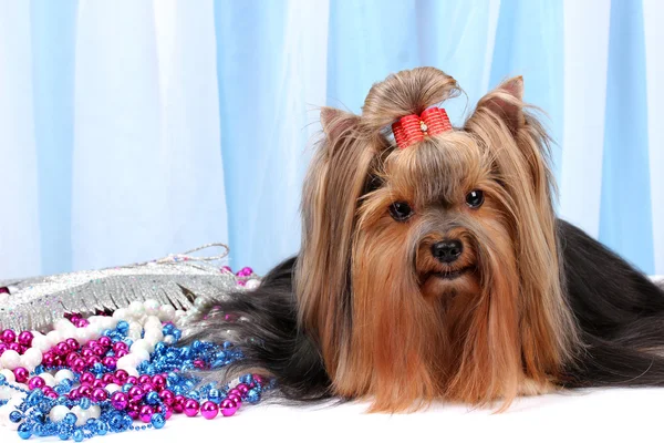 Piękne yorkshire terrier na tkanina tło — Zdjęcie stockowe