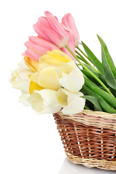 Beautiful tulips in basket isolated on white — Stock Photo, Image