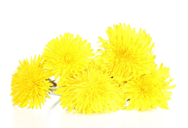 Dandelion flowers isolated on white — Stock Photo, Image