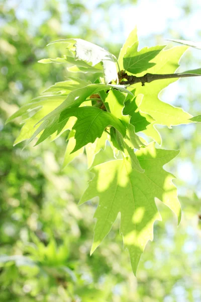 Ahornblätter im Park — Stockfoto