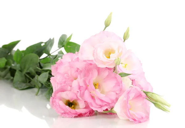 Bouquet of eustoma flowers, isolated on white — Stock Photo, Image