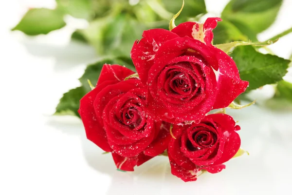 Krásná vínová růže na bílém pozadí detail — Stock fotografie