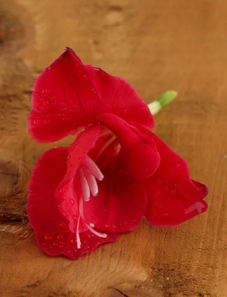 Bellissimo bocciolo di gladiolo rosso su sfondo di legno primo piano — Foto Stock