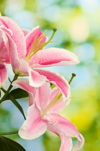 Beautiful pink lily, on green background — Stock Photo, Image