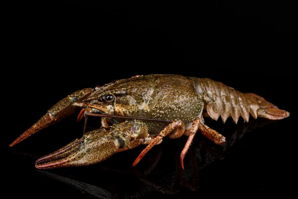 Alive crayfish isolated on black — Stock Photo, Image