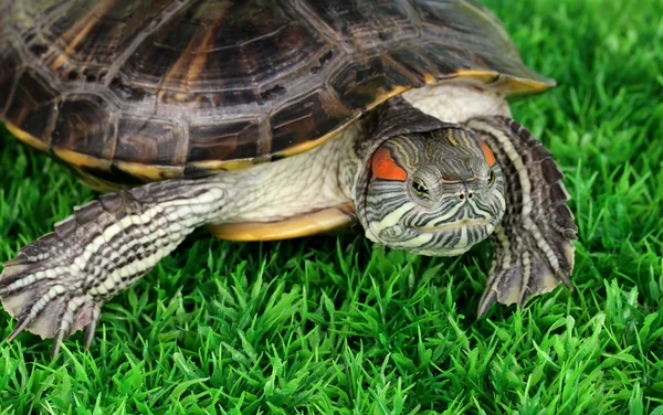 Red ear turtle on grass — Stock Photo, Image