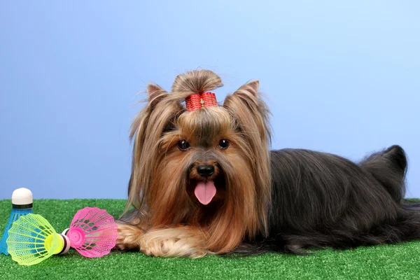 Beautiful yorkshire terrier with lightweight object used in badminton on grass on colorful background Stock Image