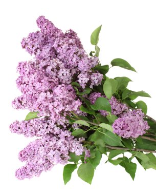 Eflatun çiçekler üzerinde beyaz izole çok güzel