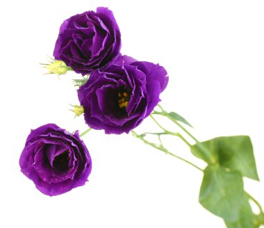purple eustoma on white background